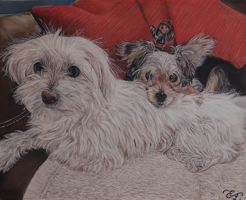 Pastel drawing of two small fluffy dogs cuddling on a couch.