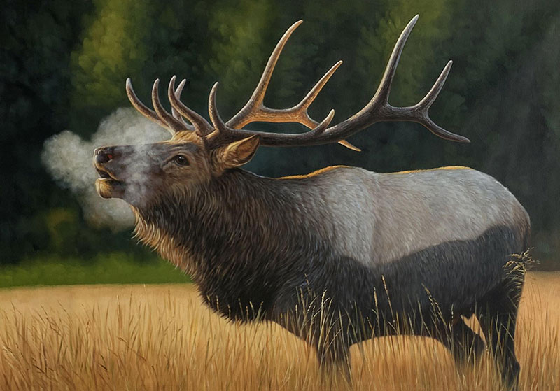 Bull elk in tall grass, breathing visible vapor.