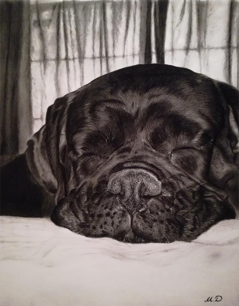 dog portraits on canvas