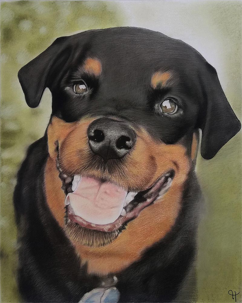 a pastel painting of a rotweiller 