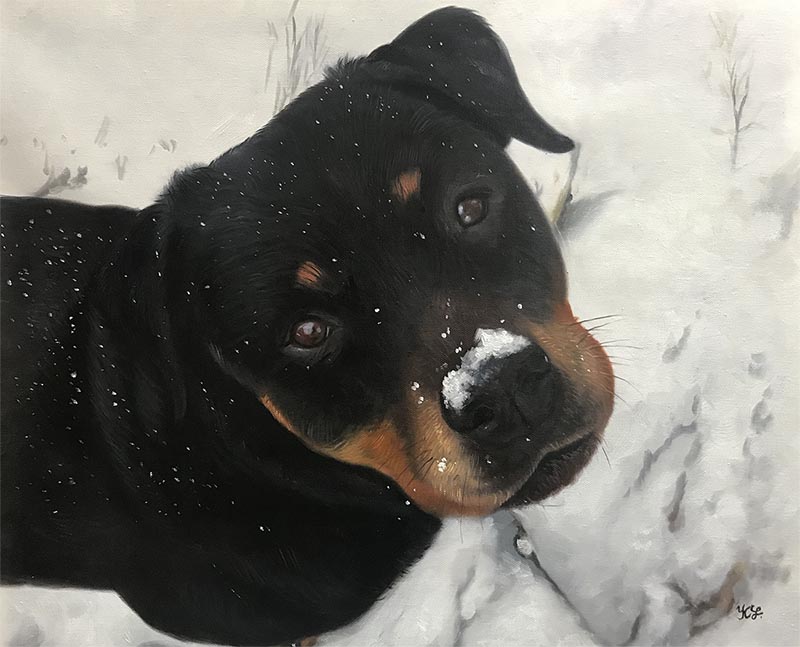 Painting of a Rottweiler with snow on its fur and nose.