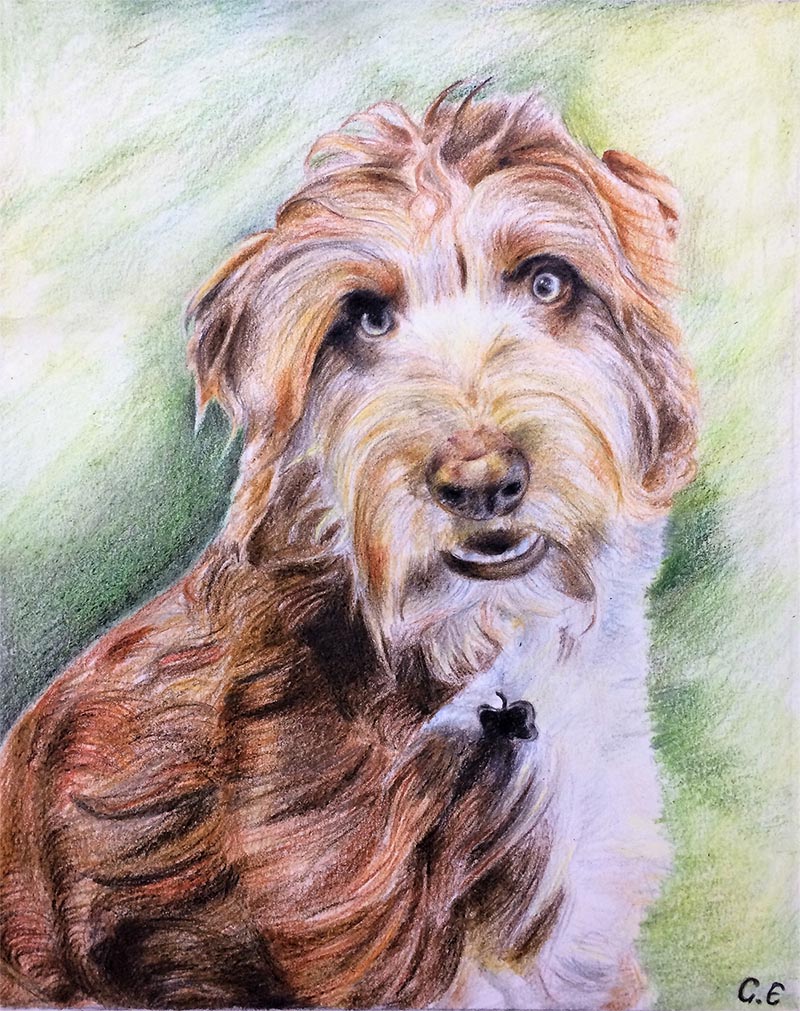 a color pencil drawing of a brown white dog on a green background