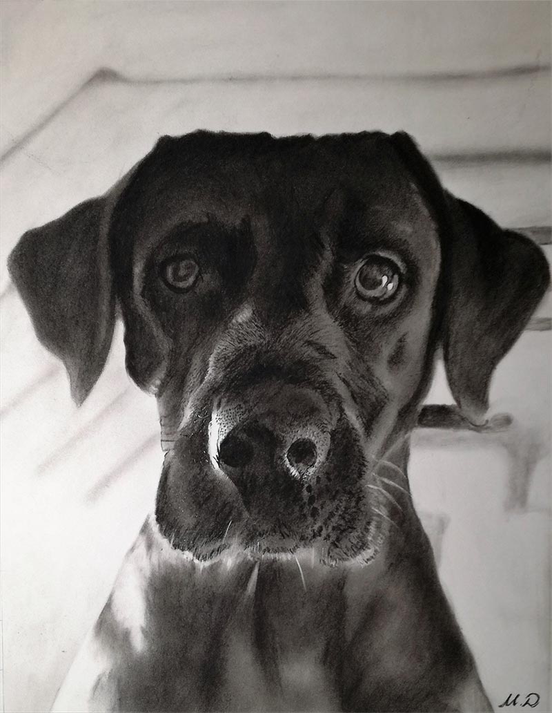 a charcoal drawing of a black labrador 