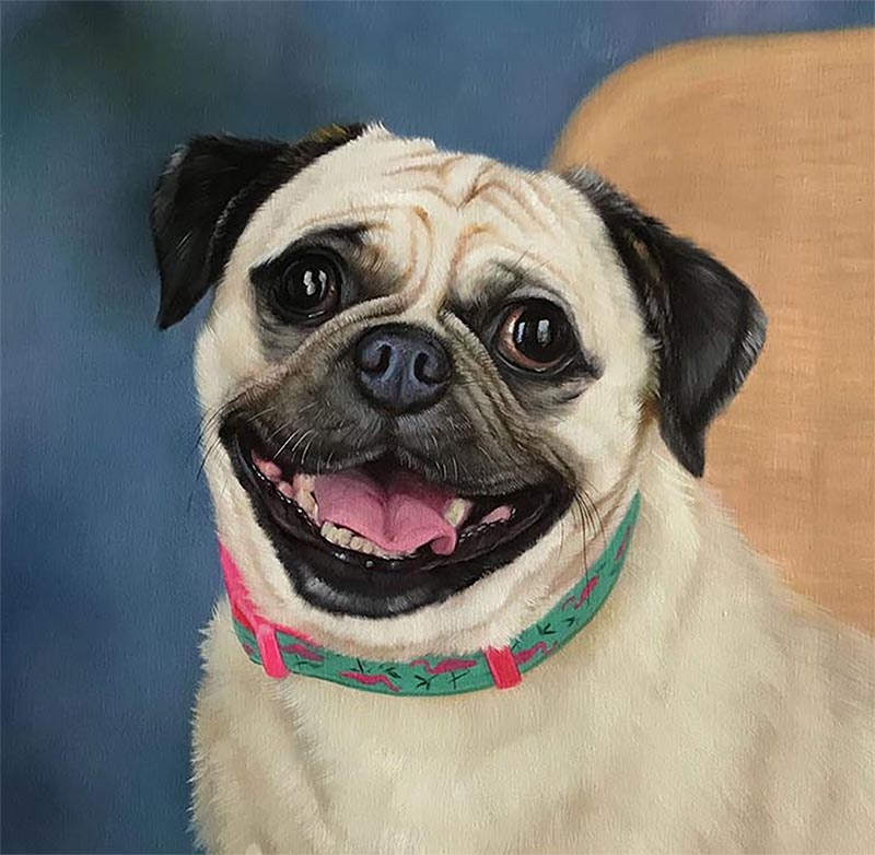 Smiling pug wearing a teal and pink collar