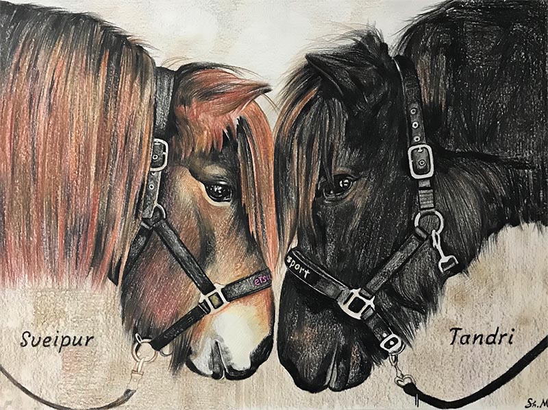 custom colored pencil drawing of two horses head to head