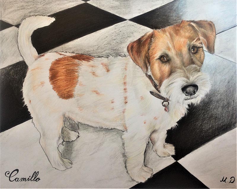 custom colored pencil drawing of brown and white dog 