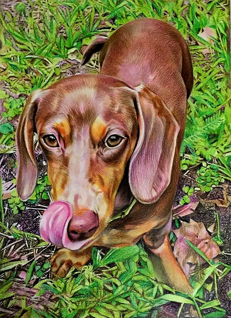 dog portraits on canvas
