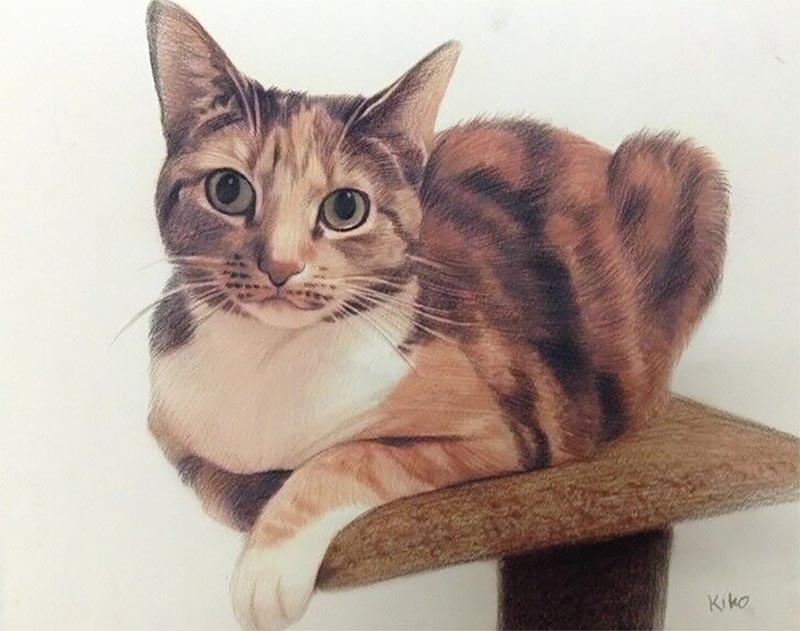 Katzenportraits auf Leinwand