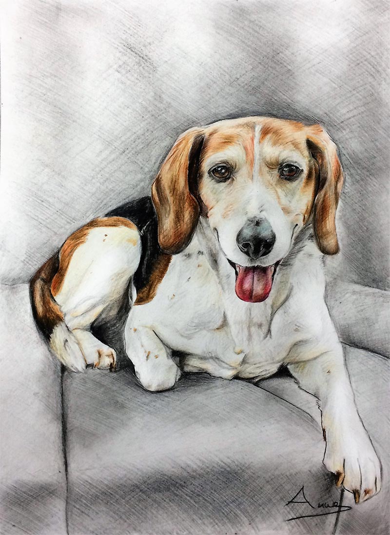 custom colored pencil drawing of beagle on couch