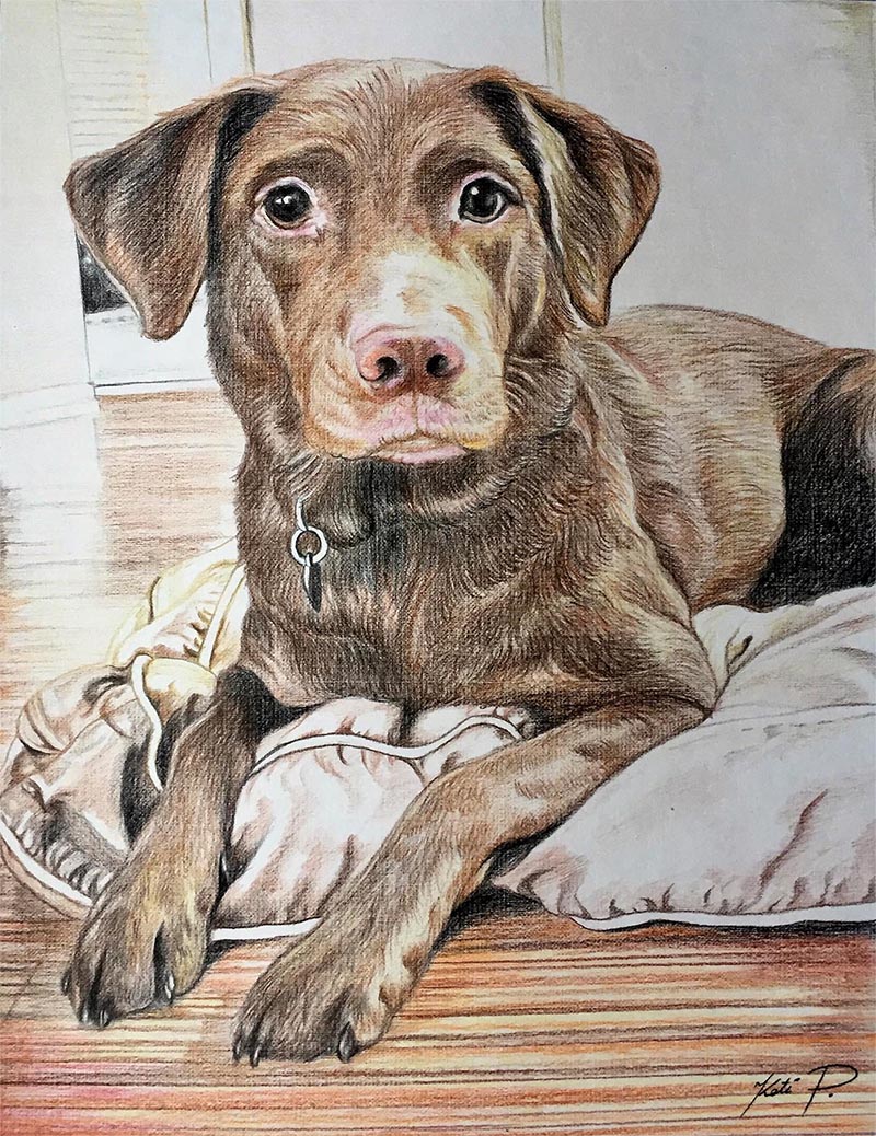 custom colored pencil drawing of brown puppy
