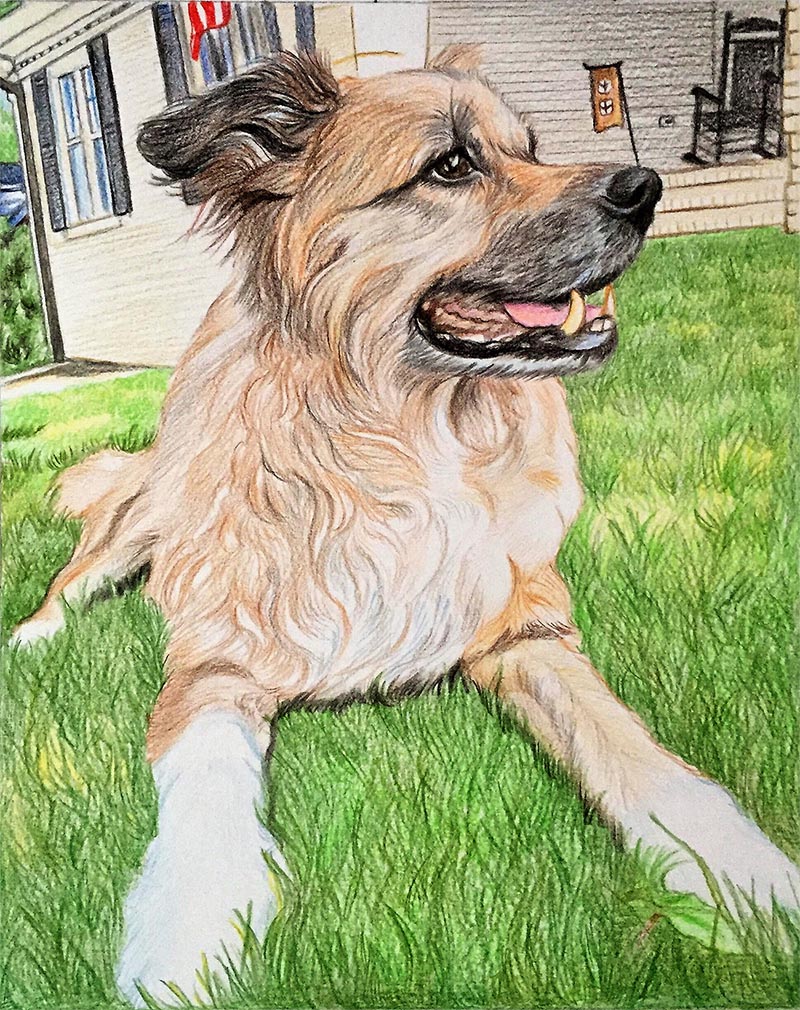 custom colored pencil drawing of a dog on the grass 