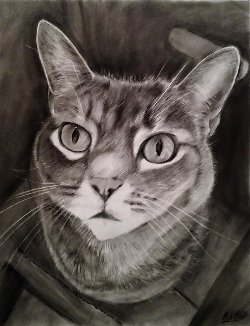 cat charcoal drawing