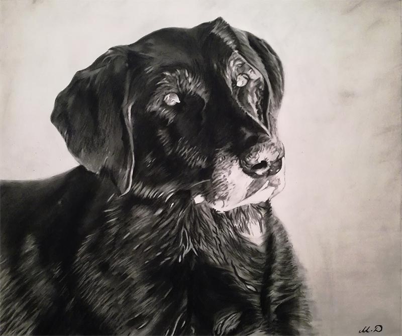 dog portrait online