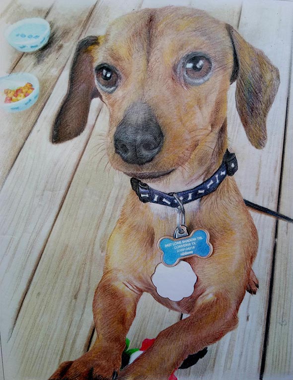 dipinto del cane su tela