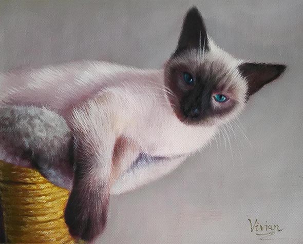 Custom oil portrait of a siames cat with blue eyes
