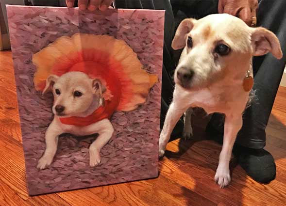 small dog paint your pet