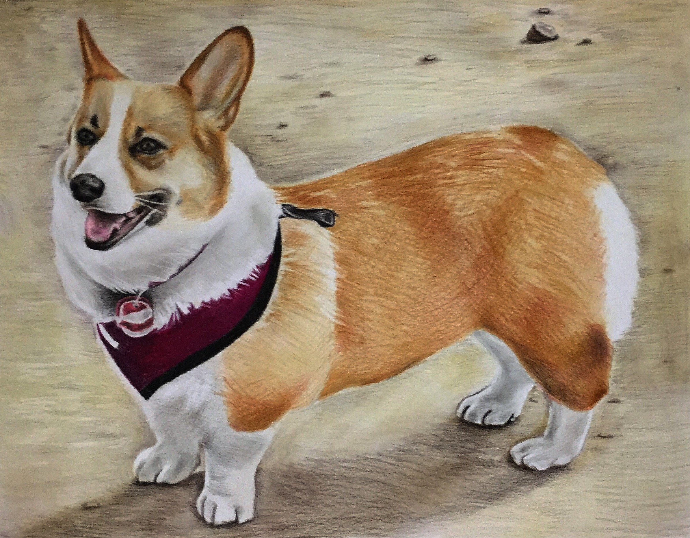 custom colored pencil portrait of a corgie