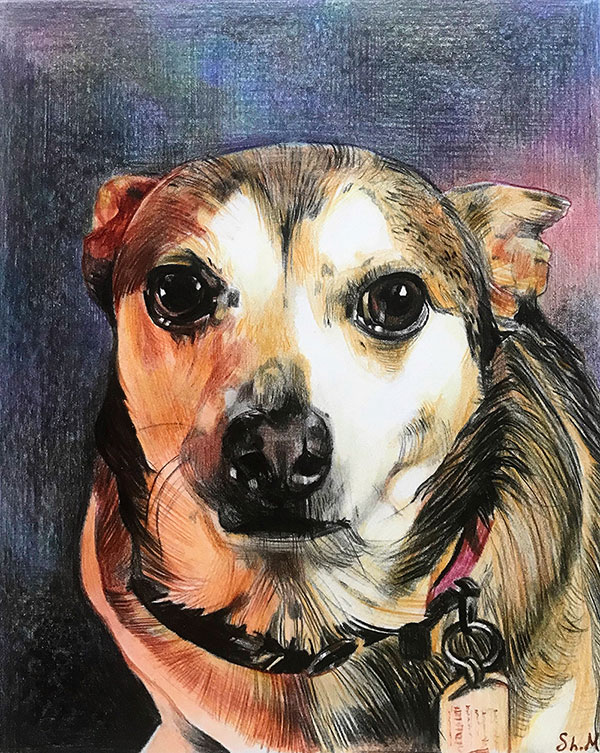 custom colored pencil drawing of a dog
