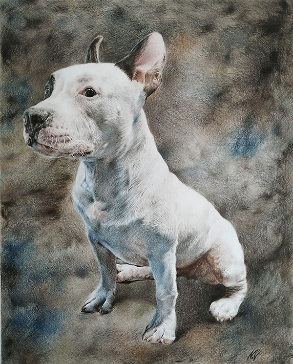 custom colored pencil drawing of white dog