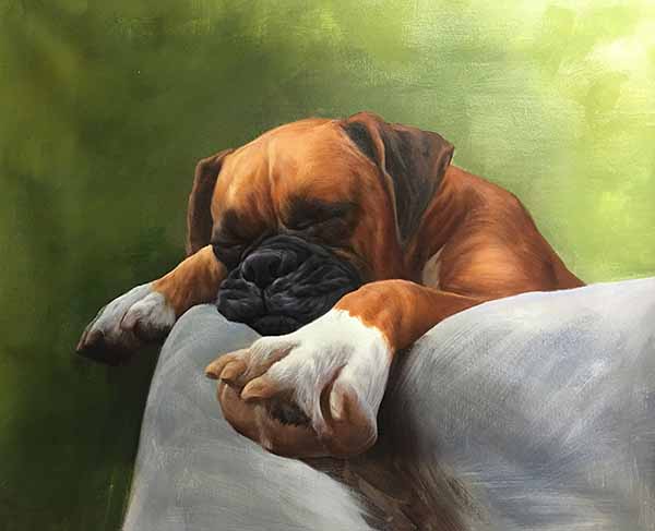 dog portrait sleeping pet