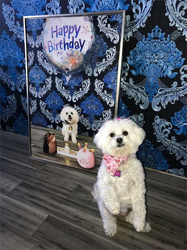 an oil painting of little white poodle on her birthday cake