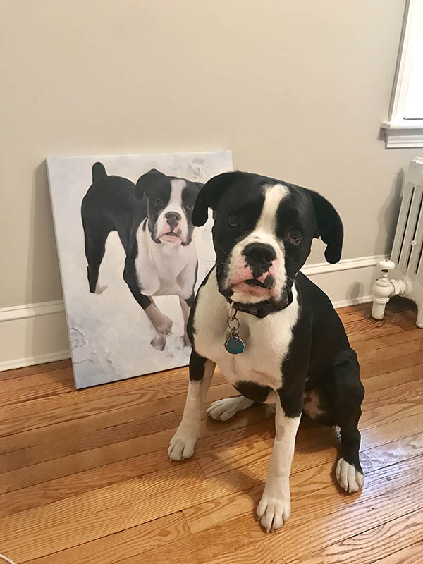 an oil painting of a black and white bulldog puppy