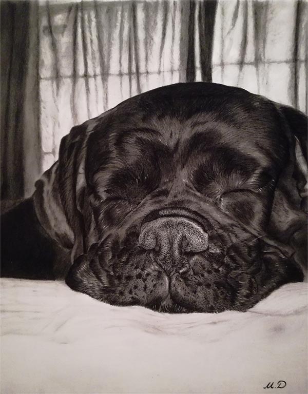 dog portraits on canvas