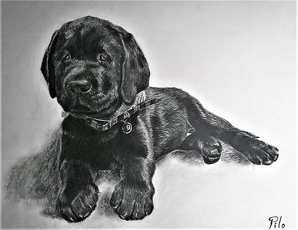 art canin sur mesure