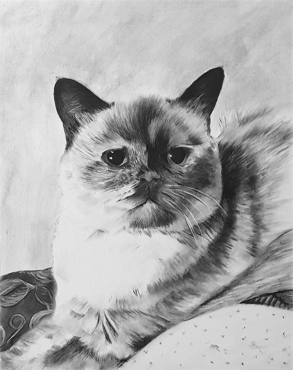 portraits de chats sur toile