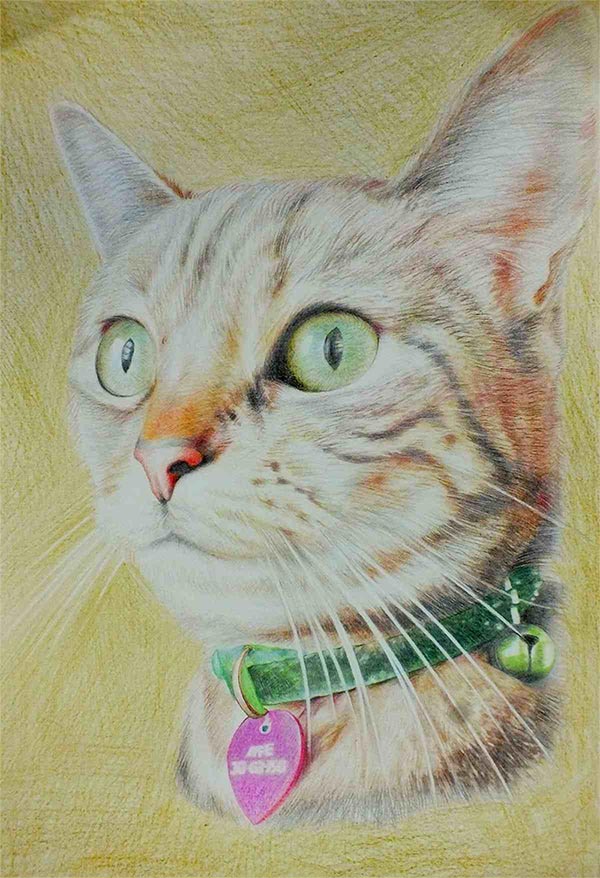 Retratos de gatos sobre lienzo