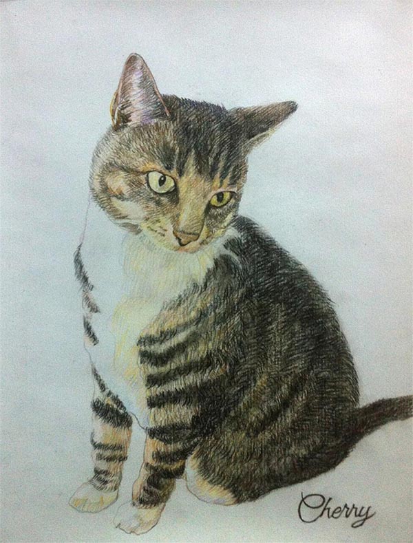 Retratos de gatos sobre lienzo