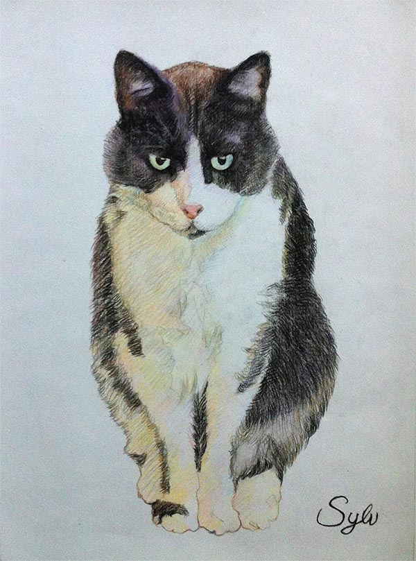 i ritratti di gatti su tela