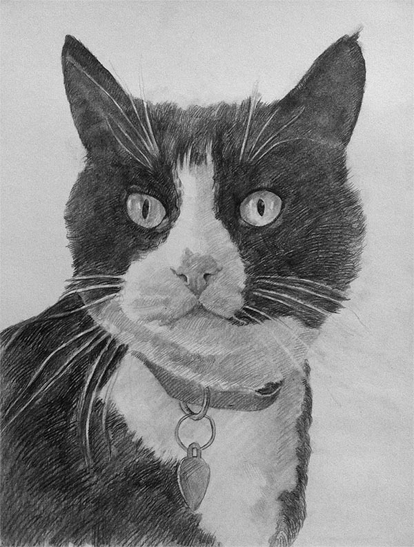 cat portraits on canvas