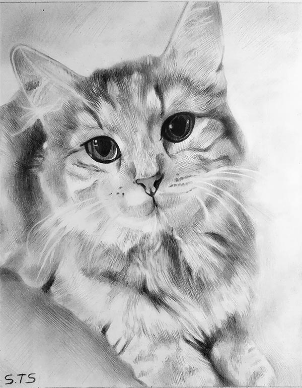 custom pencil drawing of a kitten