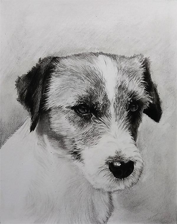 black and white dog