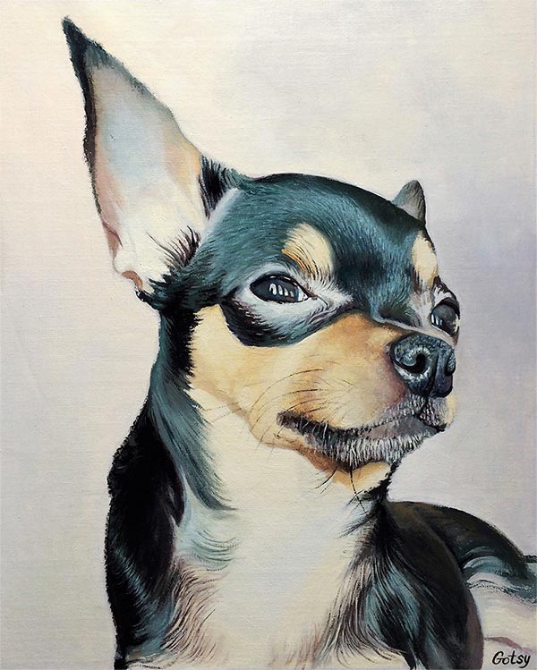 cute chihuahua