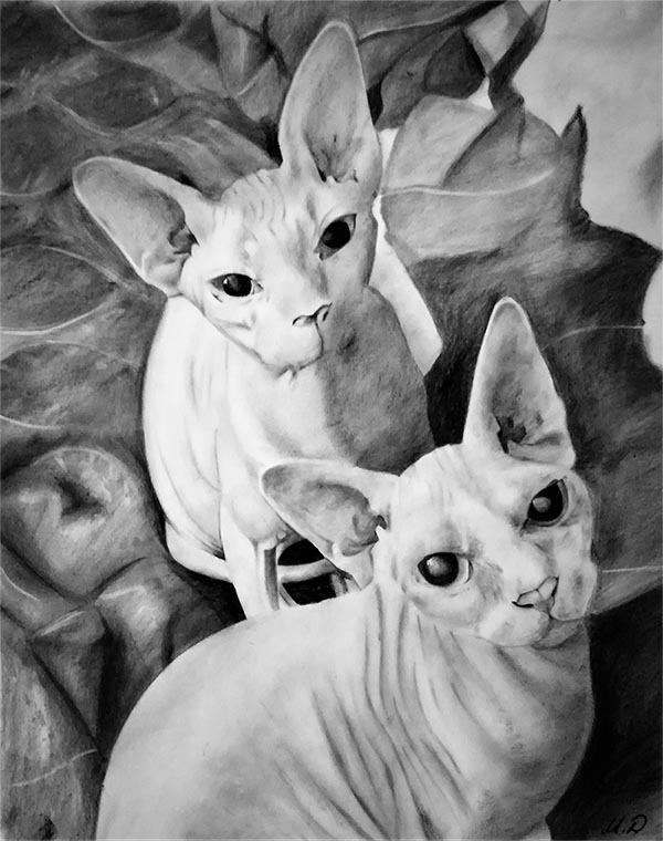 Siamese cat drawing