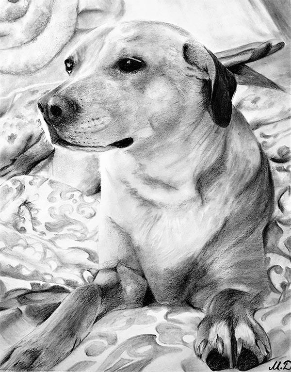 drawing of a dog