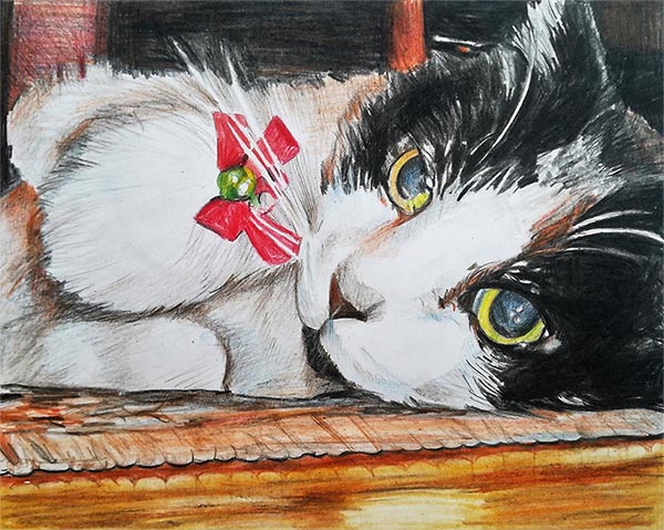 custom colored pencil close up of a black and white cat