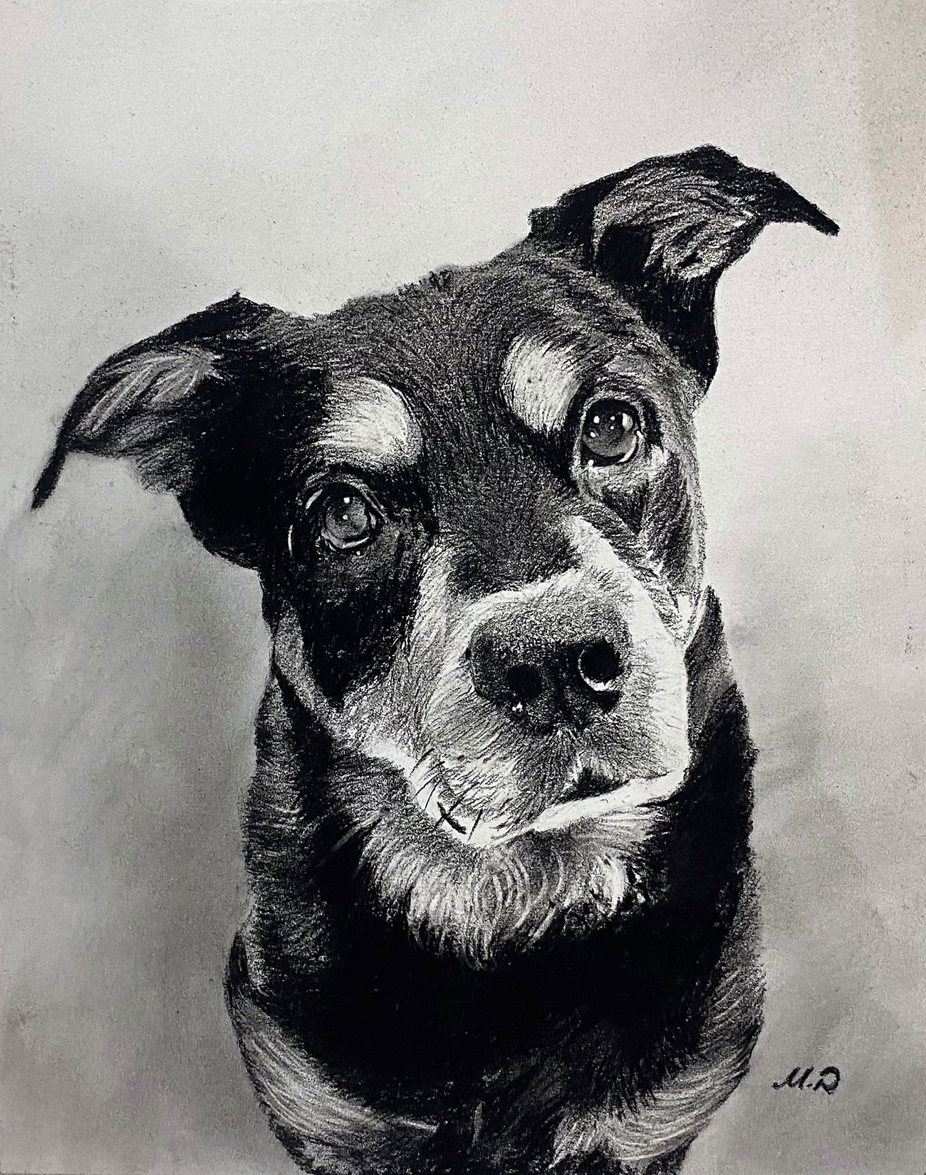 Hand Drawn Charcoal Dog Portraits PaintYourLife