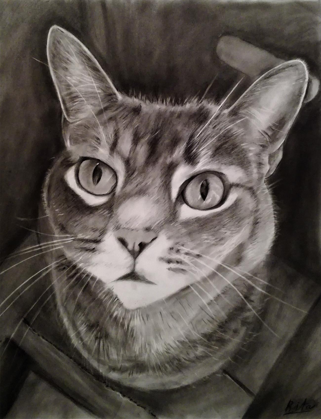 Charcoal Cat Portraits By Talented Artists - PaintYourLife