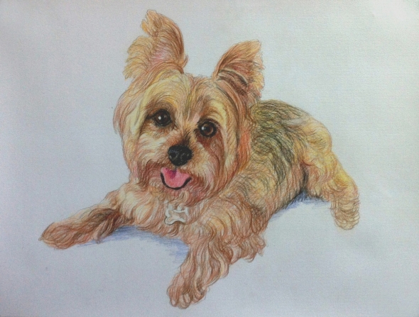 colored pencil drawing of a small Australian Silky Terrier