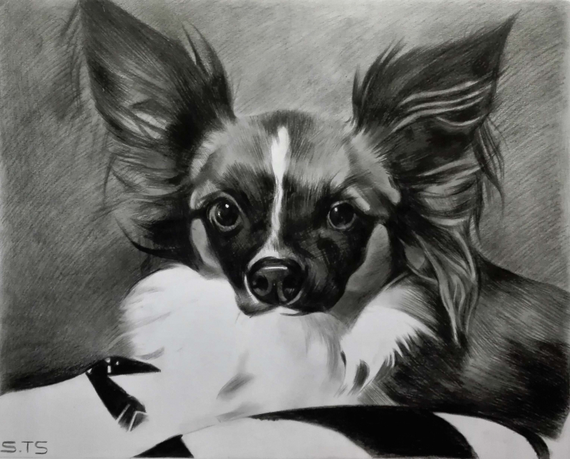 pet charcoal art