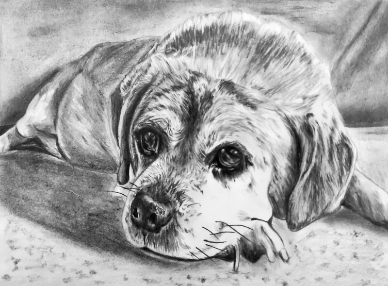 Beautiful charcoal painting of a dog