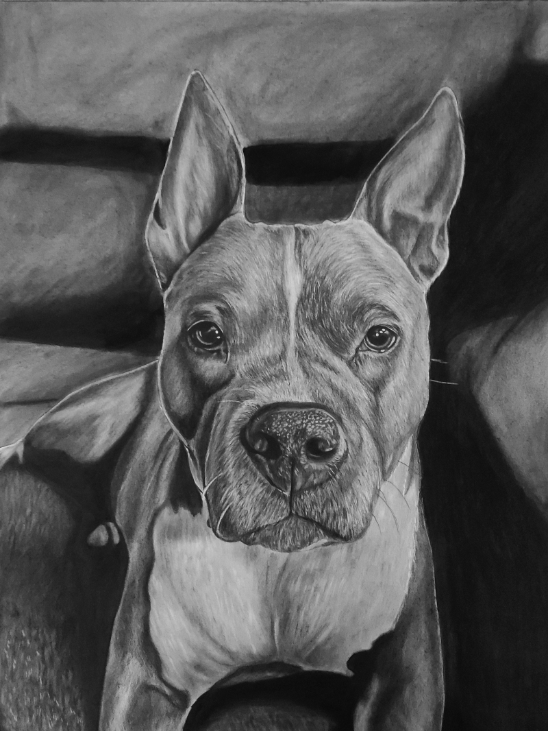 Black and white pencil drawing of a pit bull terrier.