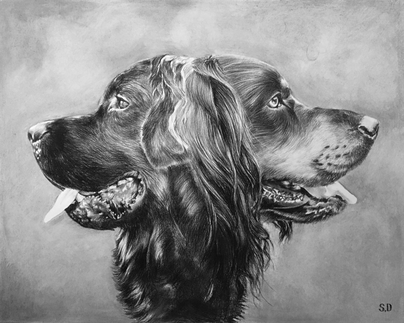 Black and white pencil drawing of two dogs` heads, side by side.