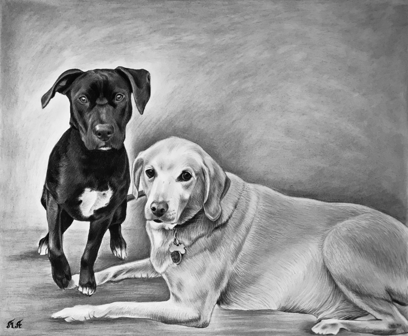 Pencil drawing of a black dog sitting and a yellow lab lying down.