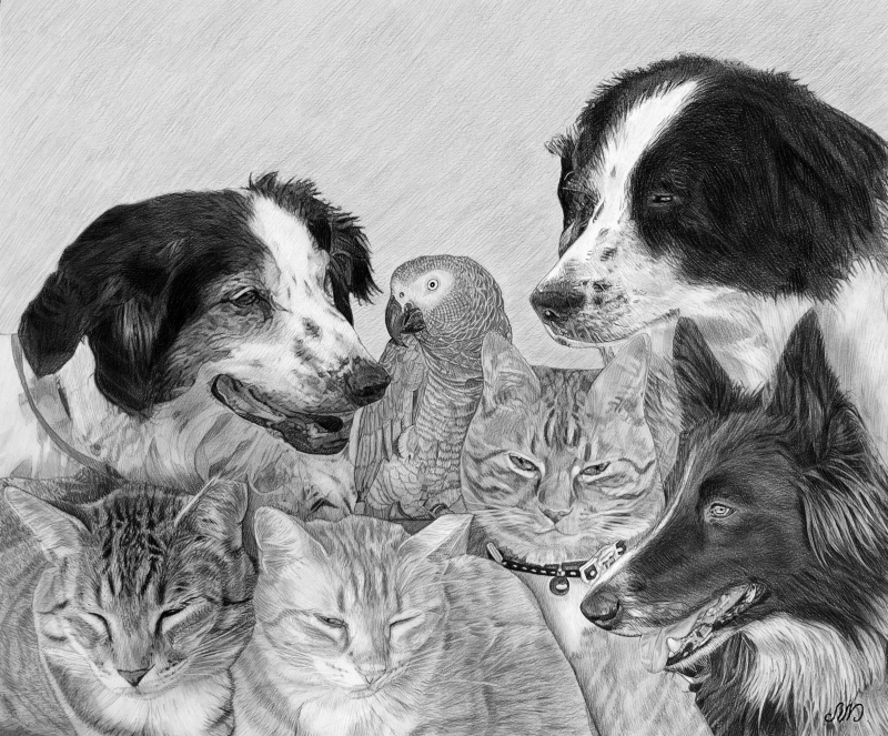 Pencil sketch of a grey parrot and several cats and dogs.