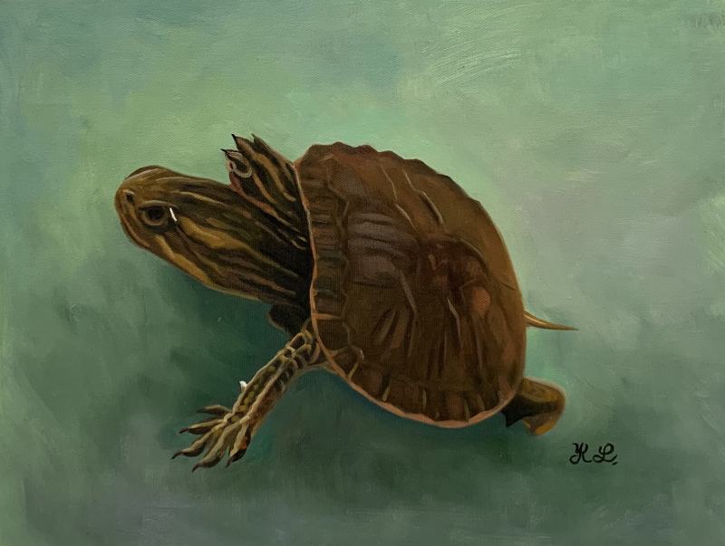 Painting of a turtle on a teal background