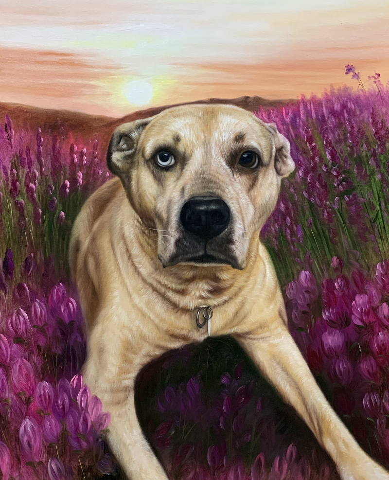 Painting of a light tan dog with different colored eyes sitting in a field of purple flowers at sunset.